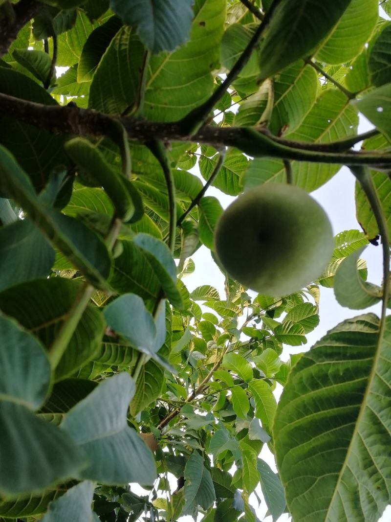 自家园子，批发各种麻核桃