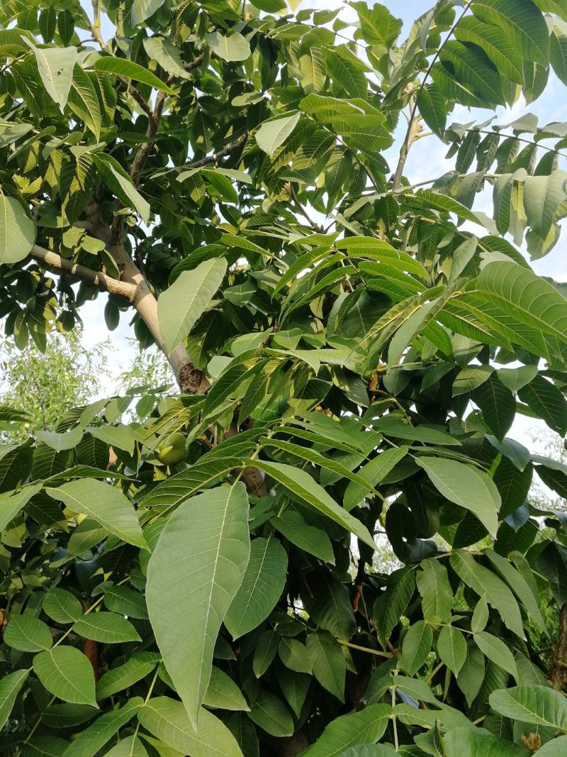 自家园子，批发各种麻核桃