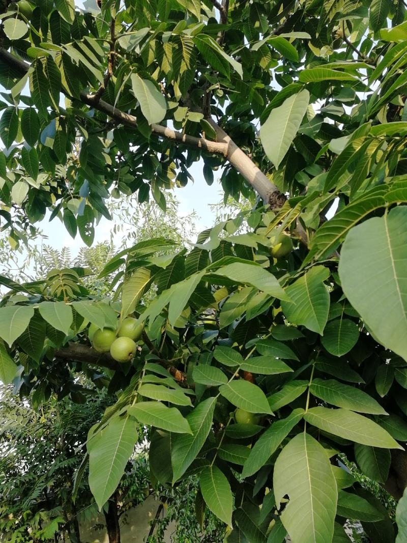 自家园子，批发各种麻核桃