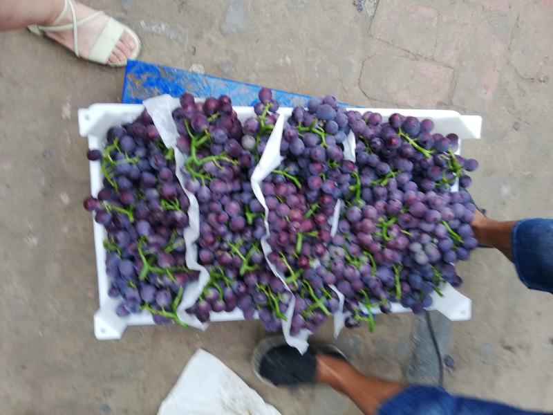 威县七级文久巨峰葡萄