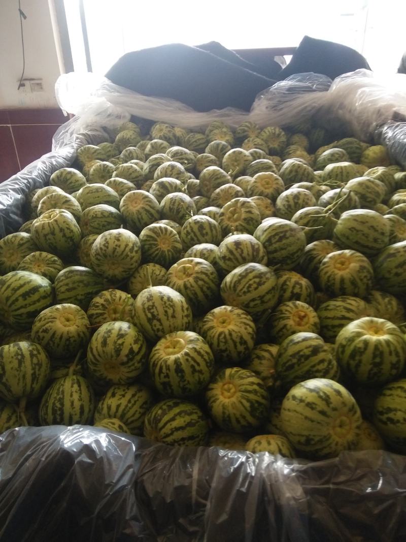 花蕾甜瓜色泽好甜度好个头匀产地直发一件代发超市专供