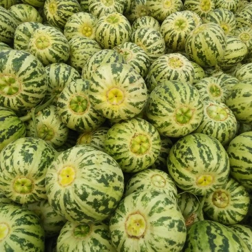 花蕾甜瓜色泽好甜度好个头匀产地直发一件代发超市专供
