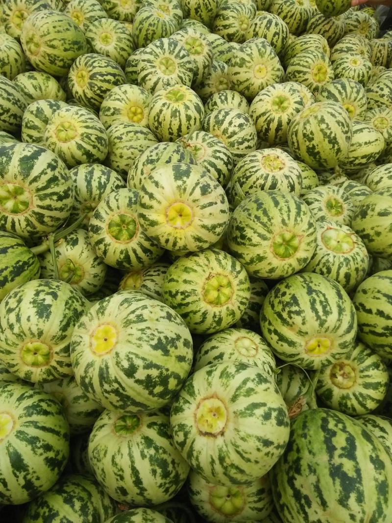 花蕾甜瓜色泽好甜度好个头匀产地直发一件代发超市专供
