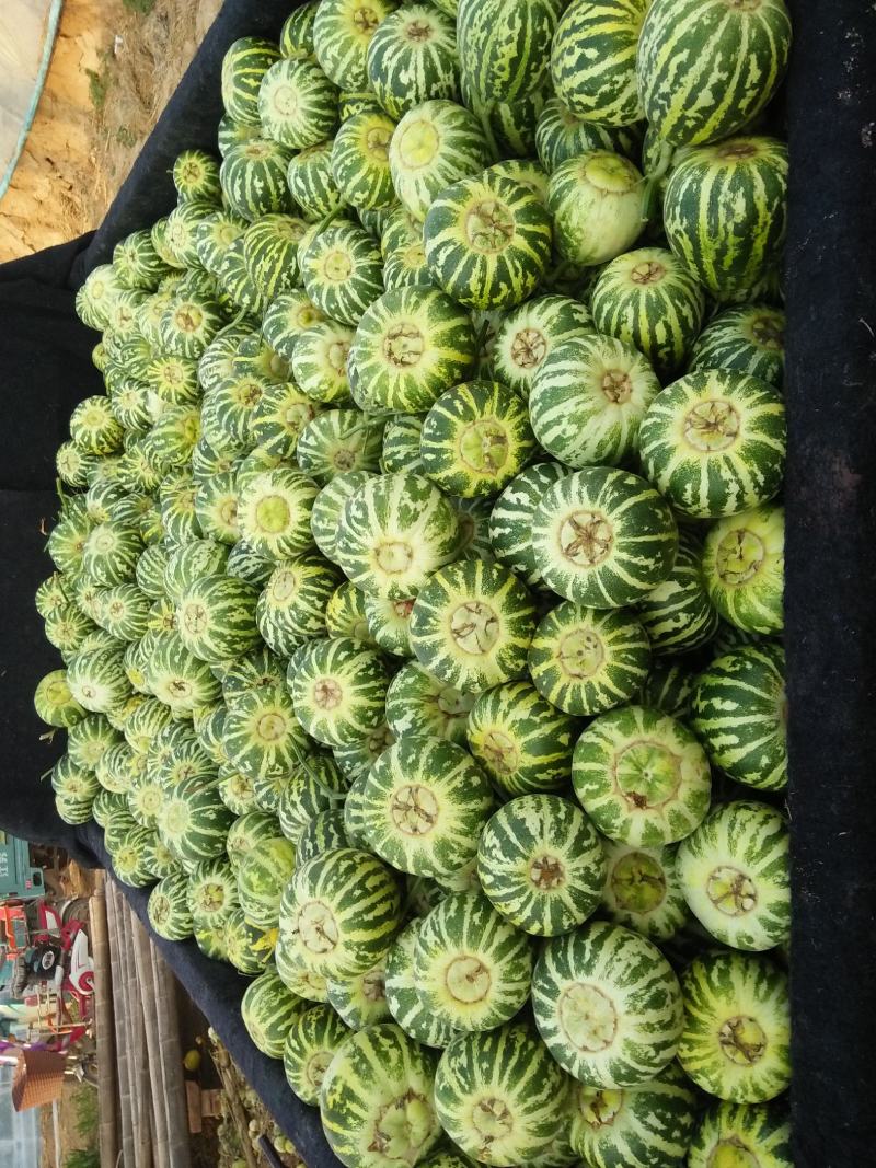 花蕾甜瓜色泽好甜度好个头匀产地直发一件代发超市专供