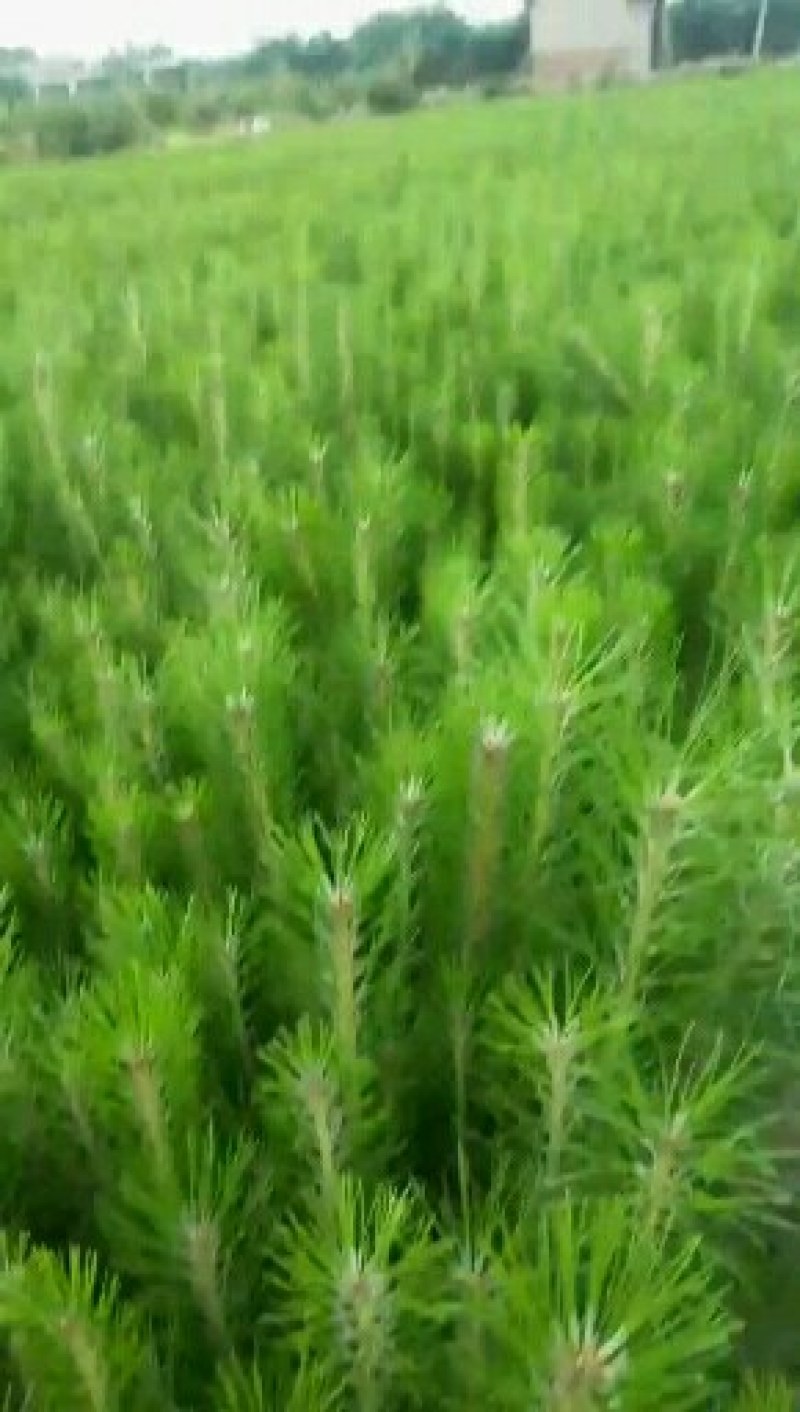 树桧，塔柏量大，自己的苗围，无中l介，需要通过一亩田联系