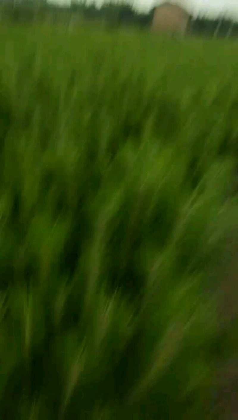树桧，塔柏量大，自己的苗围，无中l介，需要通过一亩田联系