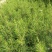 树桧，塔柏量大，自己的苗围，无中l介，需要通过一亩田联系