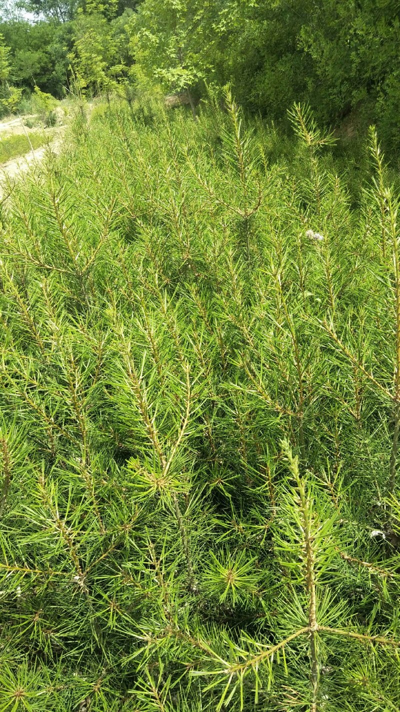 树桧，塔柏量大，自己的苗围，无中l介，需要通过一亩田联系