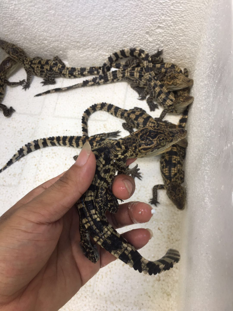 鳄鱼苗，自繁自养头苗