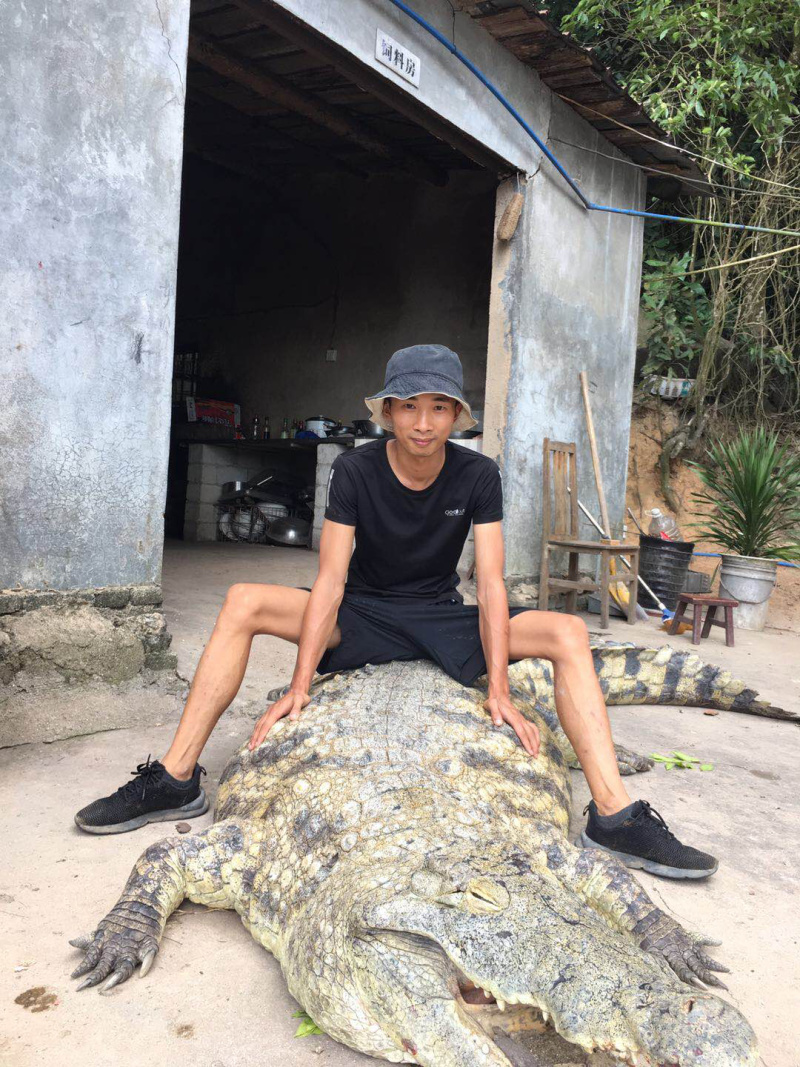 鳄鱼苗，自繁自养头苗