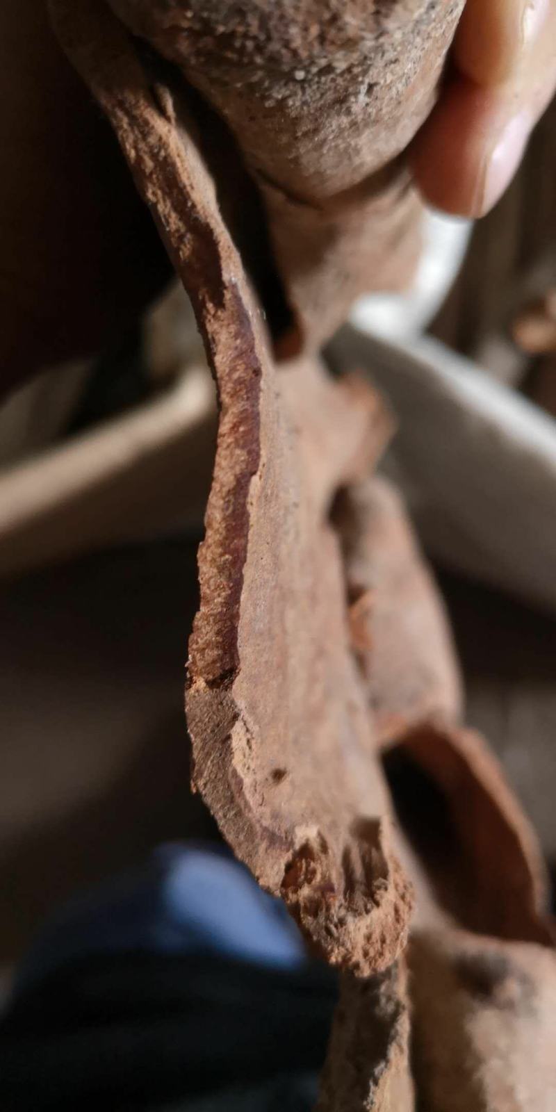 越南高山老油桂桂皮刮皮