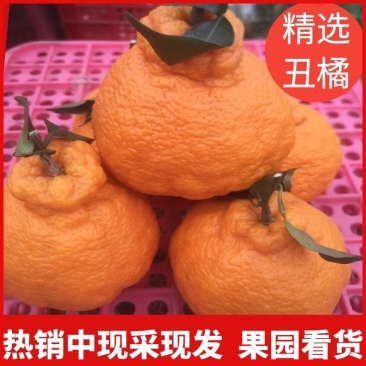 丑橘果园看货订货.现採现发..75以上大果.