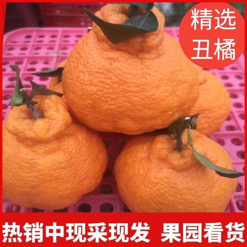 丑橘果园看货订货.现採现发..75以上大果.