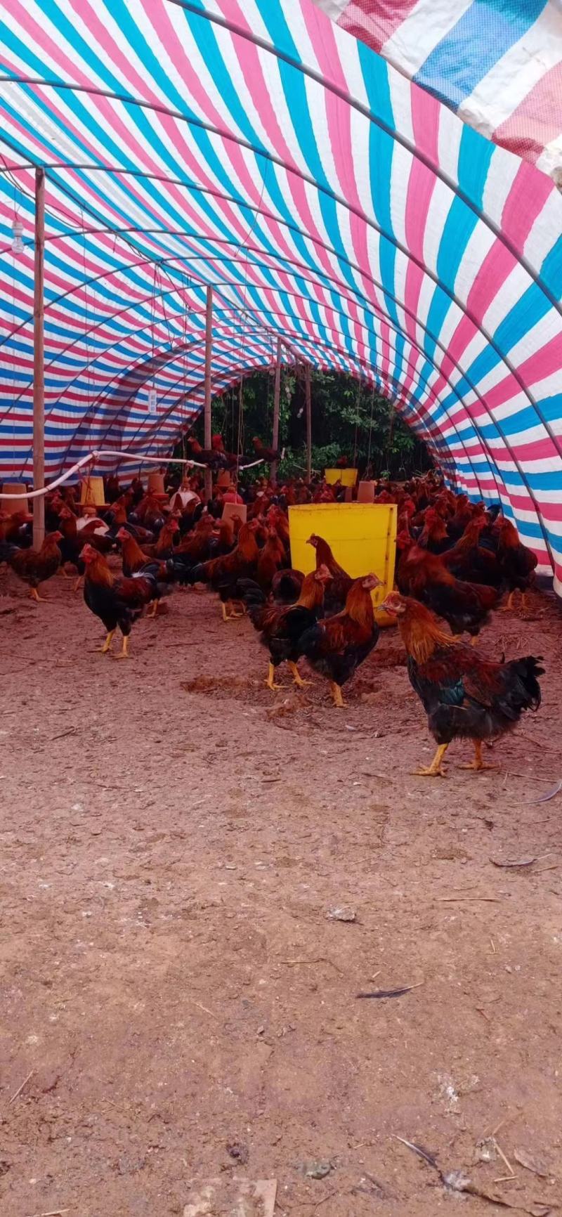 长期大量出售7两—5斤多的山林放养清远麻阉鸡