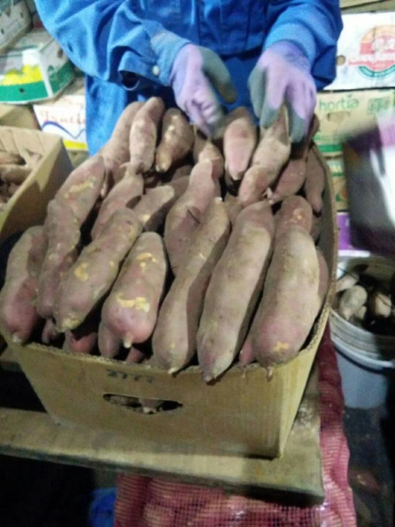 地瓜早丰龙九大量存储货质量好欢迎各位老板前来选购