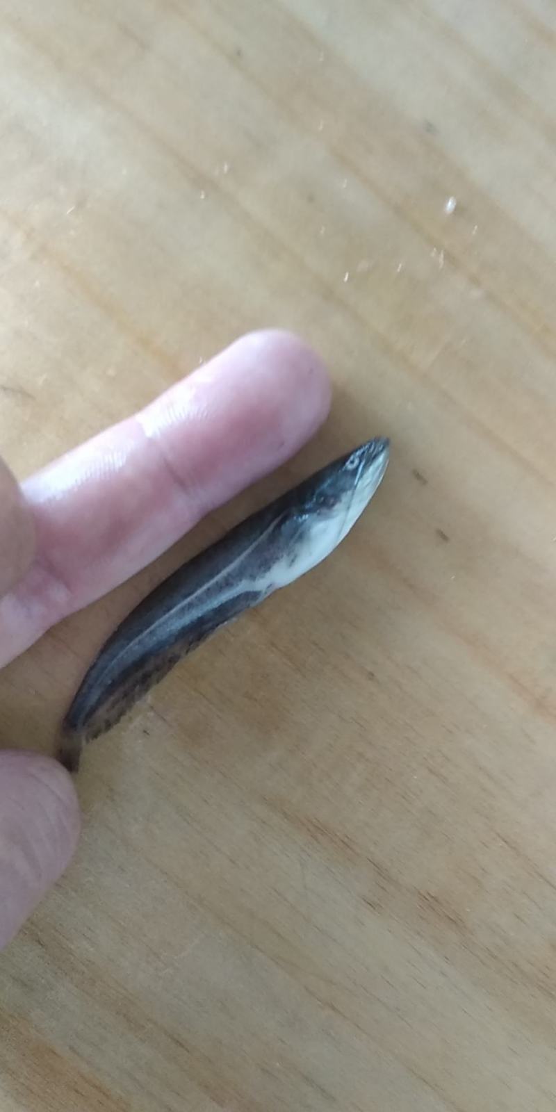 鲶鱼苗大口鲶苗南方大口鲶沟鲶