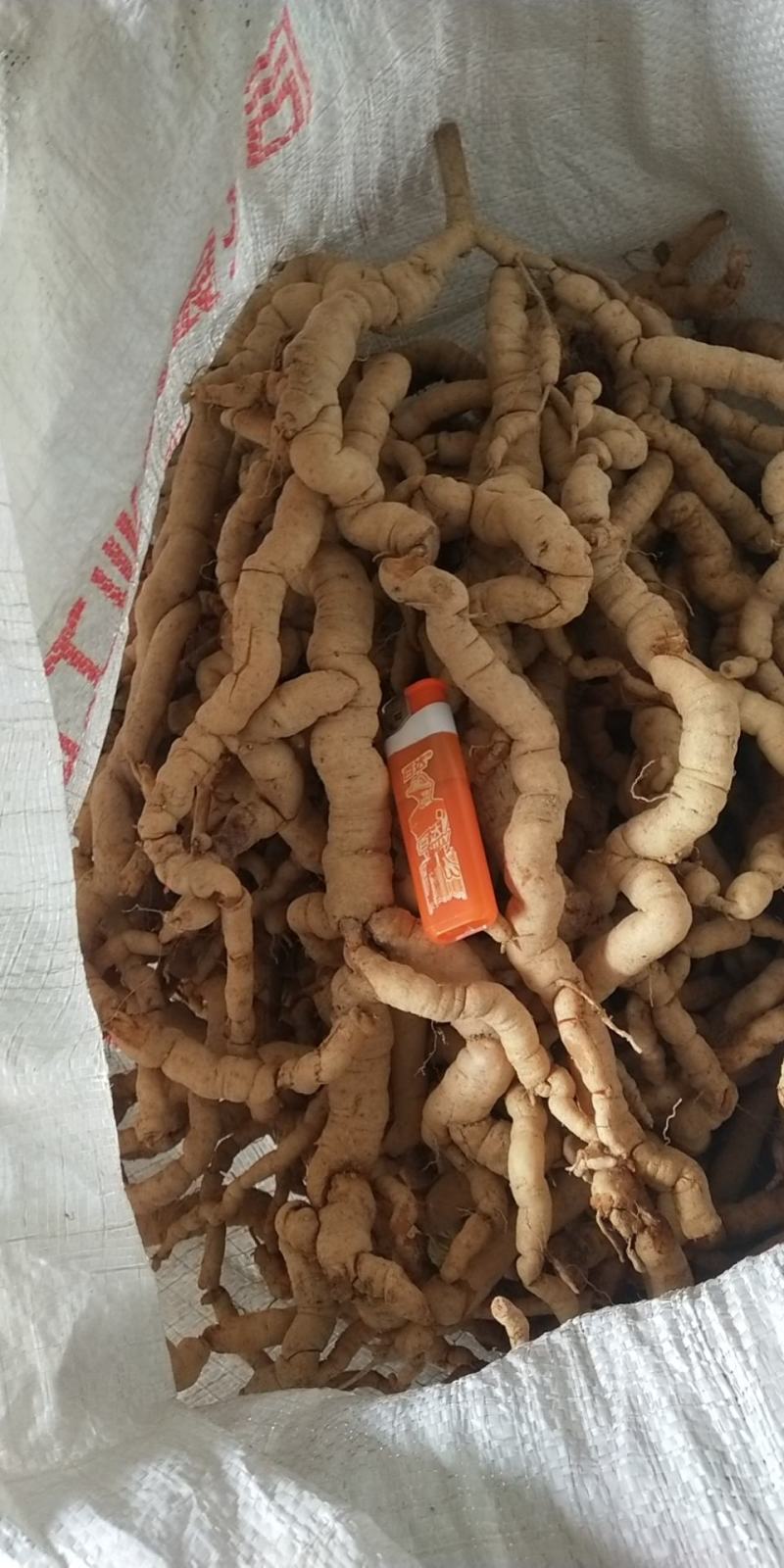 巴戟天又名鸡肠风，兔子肠广东巴戟天，货量充足