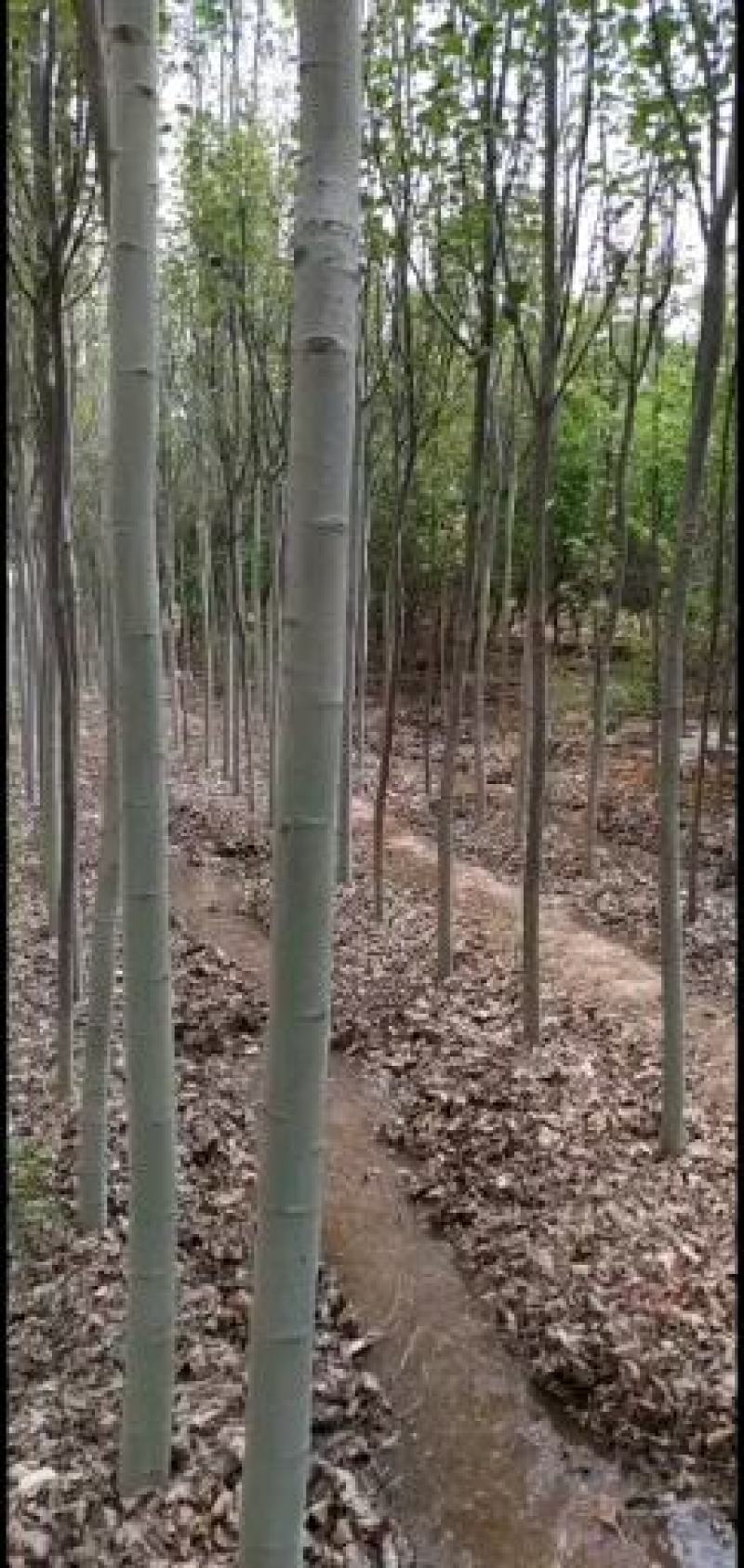 八棱海棠苗，自家八棱海棠苗圃，精品八棱海棠苗，实价格便宜