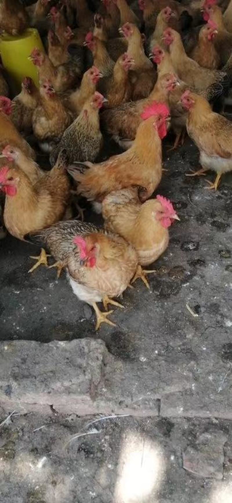 母鸡，大大大量灵山麻母鸡出栏