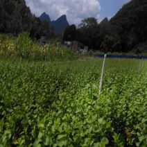 大圆叶枸杞菜清肝明目