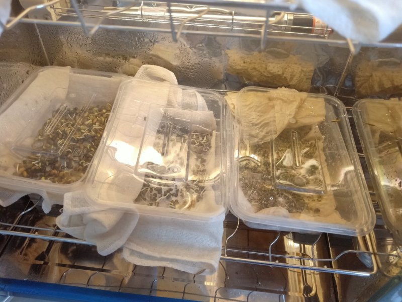高羊茅种子草坪种子厂家直销长年供应