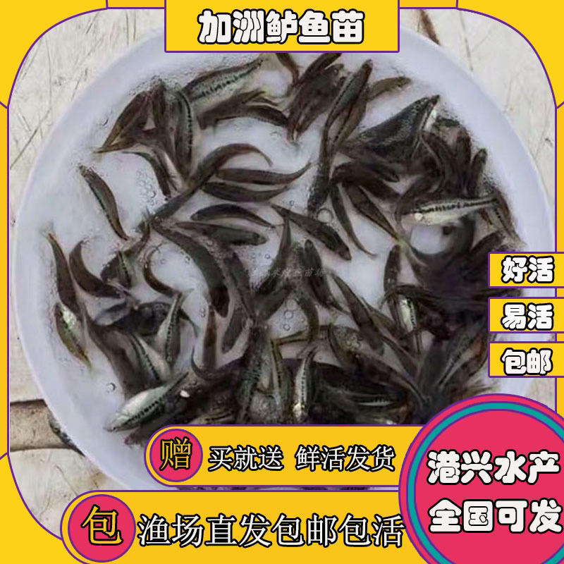 飞鸽代办-看货保障金