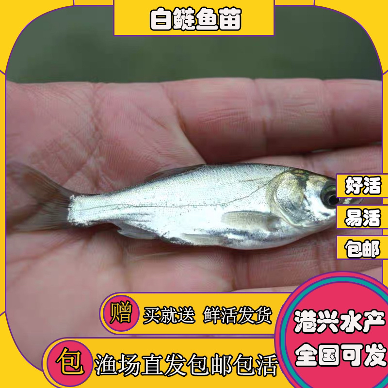 飞鸽代办-看货保障金
