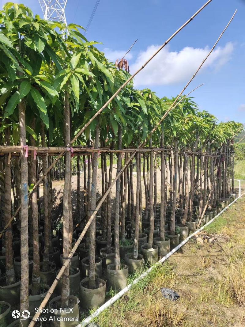 出售黄花梨移植袋苗小苗5-15公分需要的老板联系