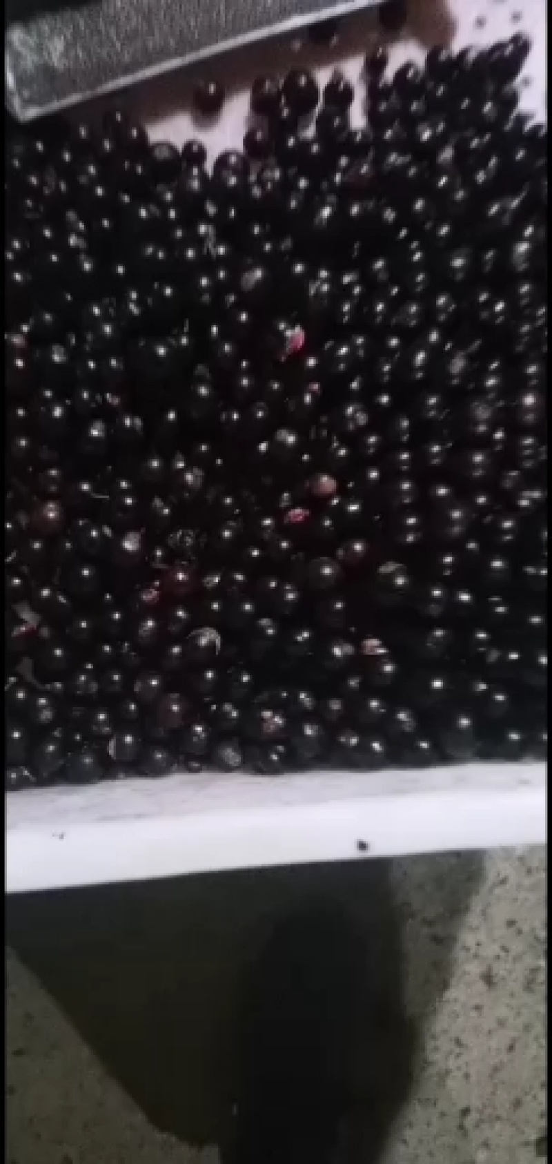 黑加仑苗，黑加伦树苗，抗寒黑加伦树苗