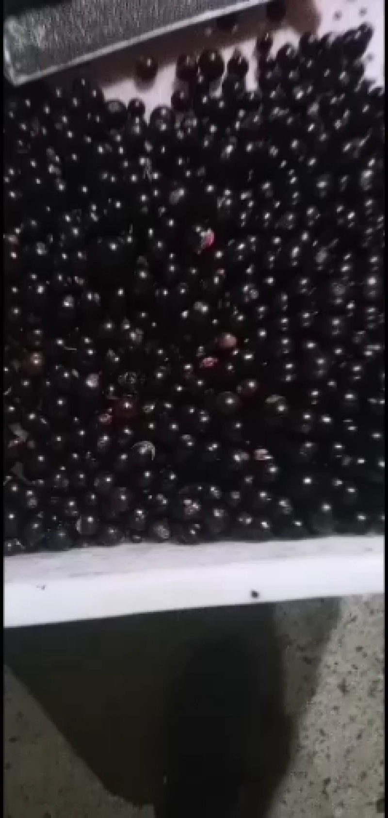 黑加仑苗，黑加伦树苗，抗寒黑加伦树苗
