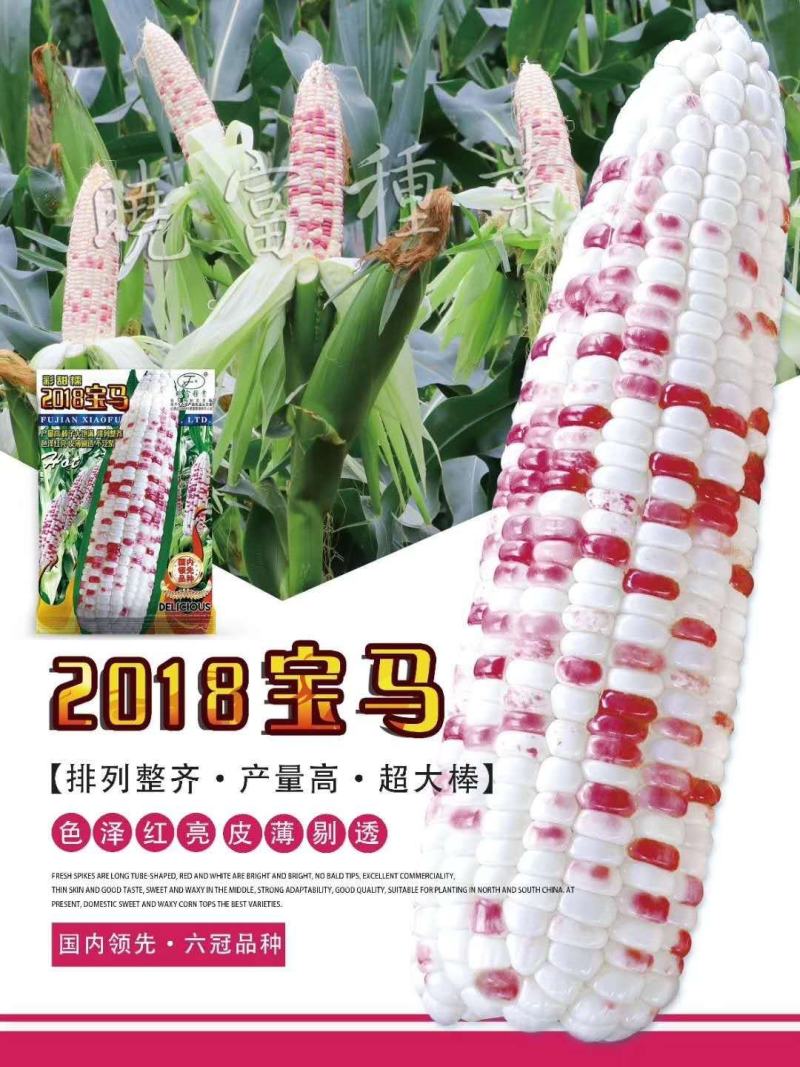 2018宝马彩甜糯甜玉米种子彩甜糯106甜糯