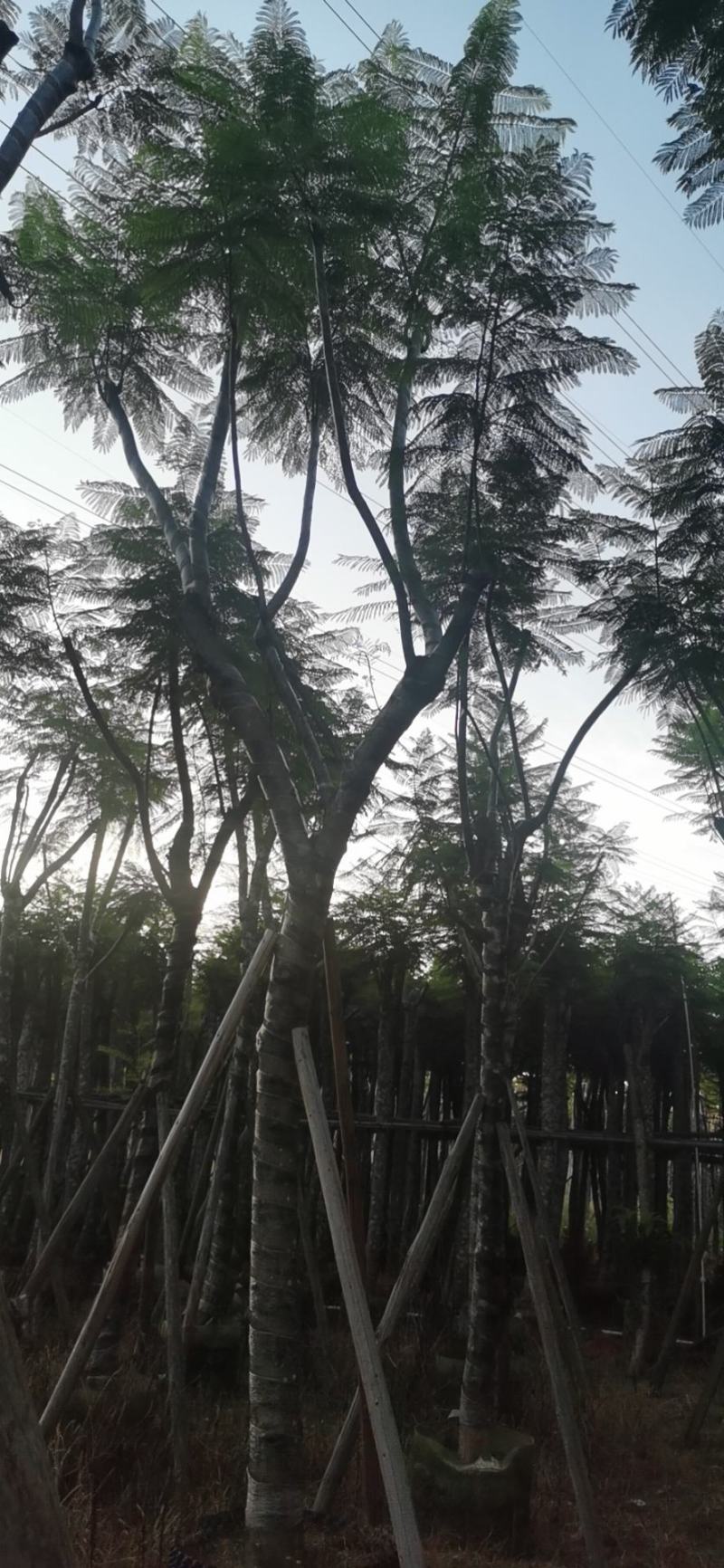 出售自家蓝花楹移植袋苗地苗需要的老板联系