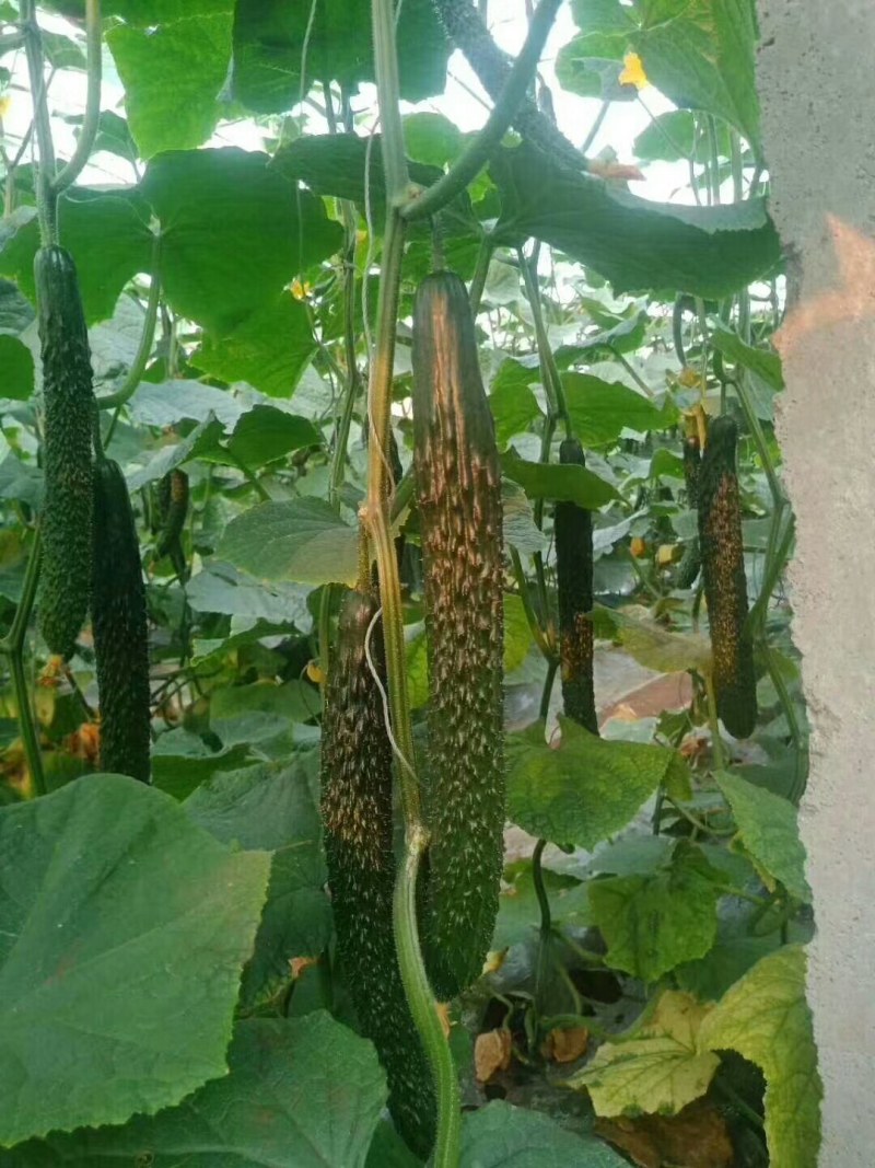 越冬黄瓜苗强雌全雌嫁接黄瓜苗一大茬耐寒油亮型