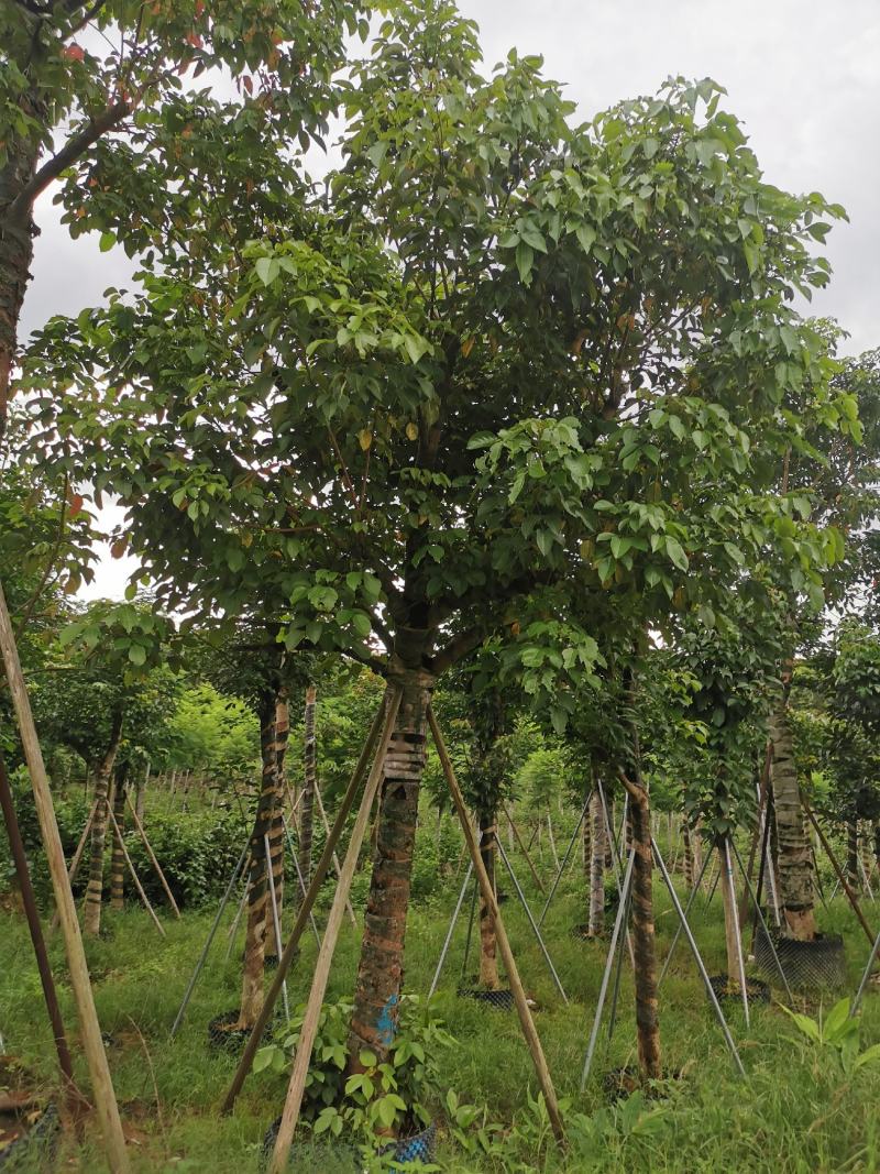 出售自家秋枫移植袋苗5-20分需要的老板联系