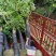 出售宫粉紫荆移植袋苗5-15公分需要的老板联系