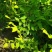供应,金山绣线菊15-50公分