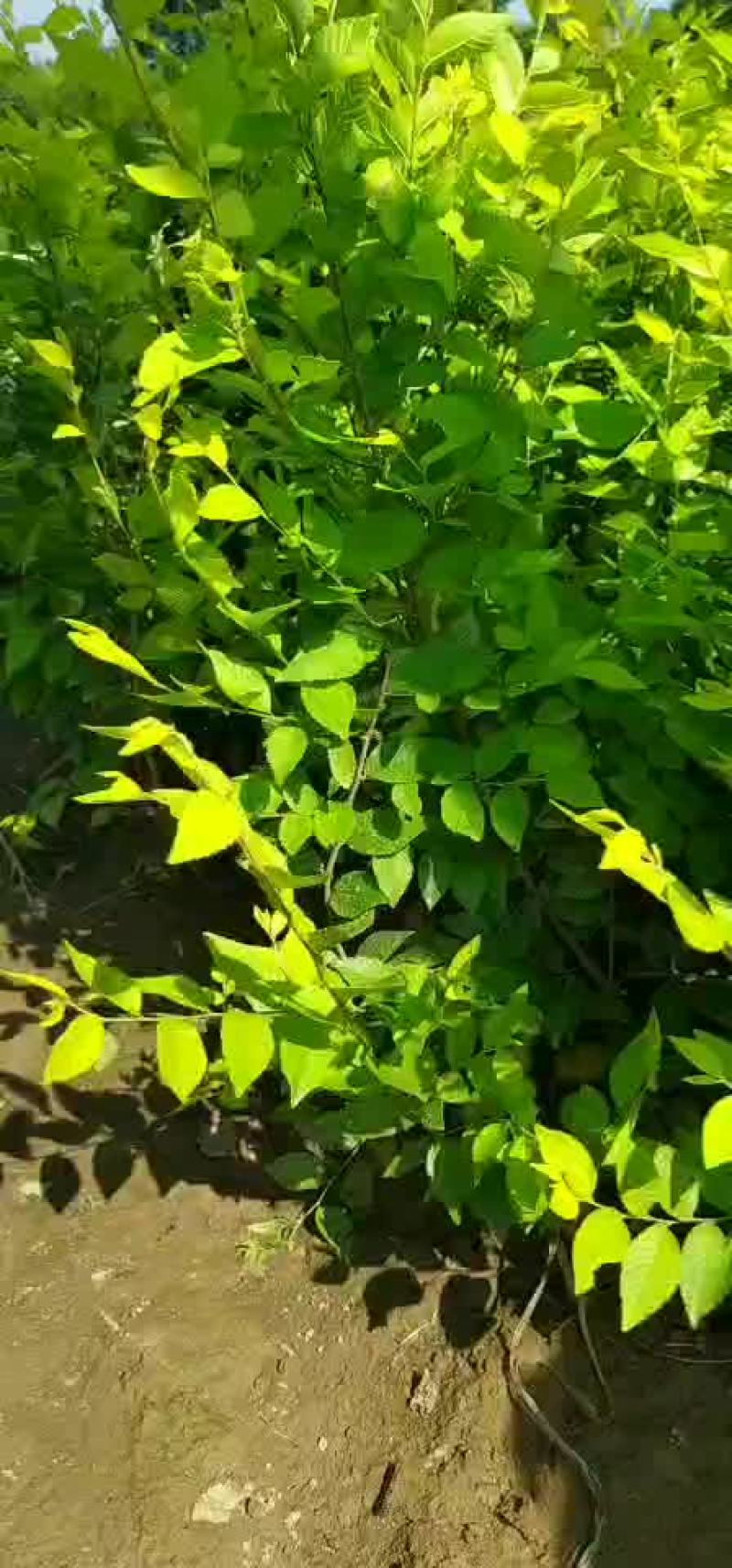供应，金山绣线菊15-50公分
