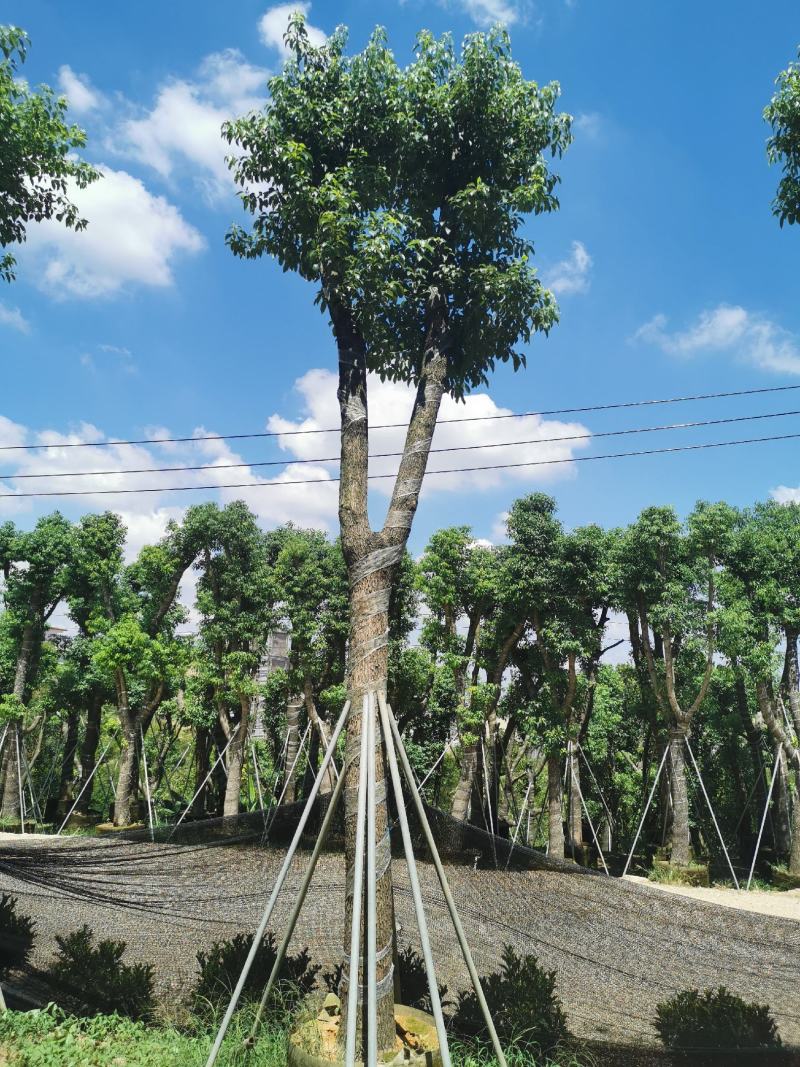 出售香樟移植袋苗5公分15公分-30公分需要的老板联系
