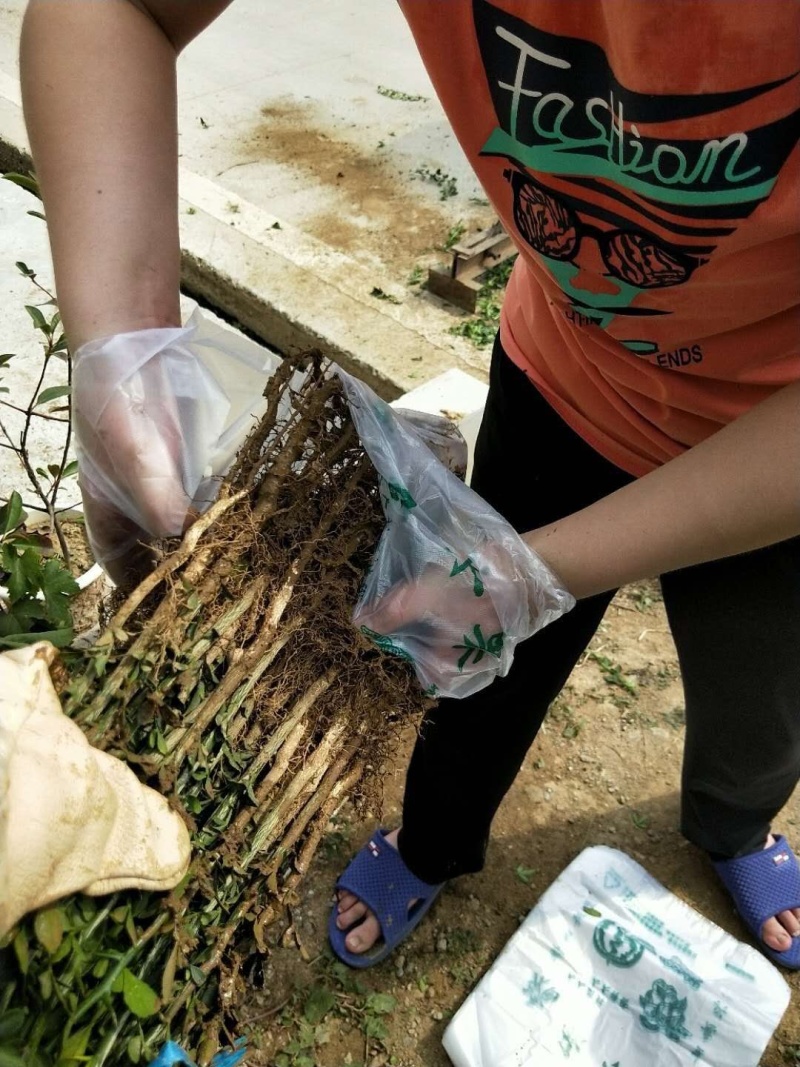 【精选】枳壳苗基地种植货源充足量大从优