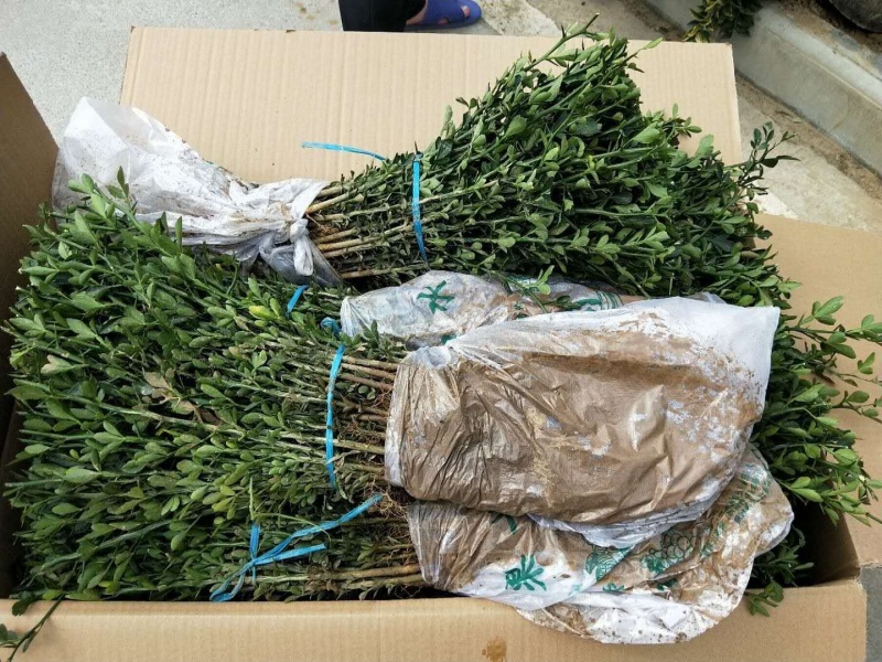 【精选】枳壳苗基地种植货源充足量大从优