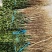 【精选】枳壳苗基地种植货源充足量大从优