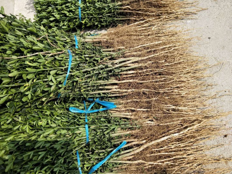 【精选】枳壳苗基地种植货源充足量大从优