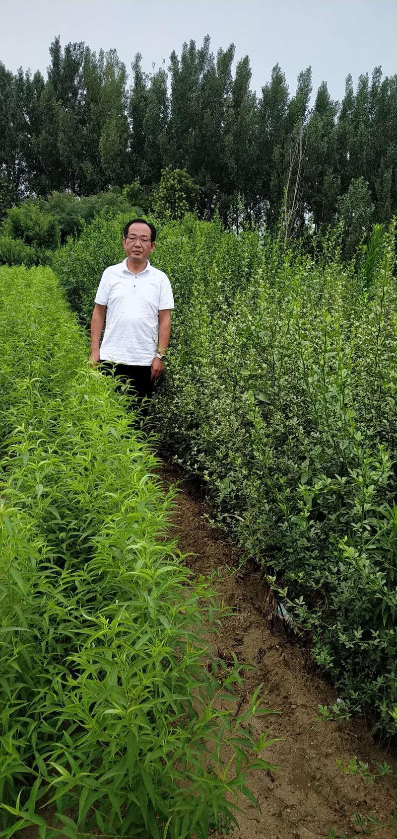 【精选】枳壳苗基地种植货源充足量大从优