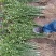 【精选】枳壳苗基地种植货源充足量大从优