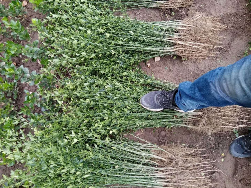 【精选】枳壳苗基地种植货源充足量大从优