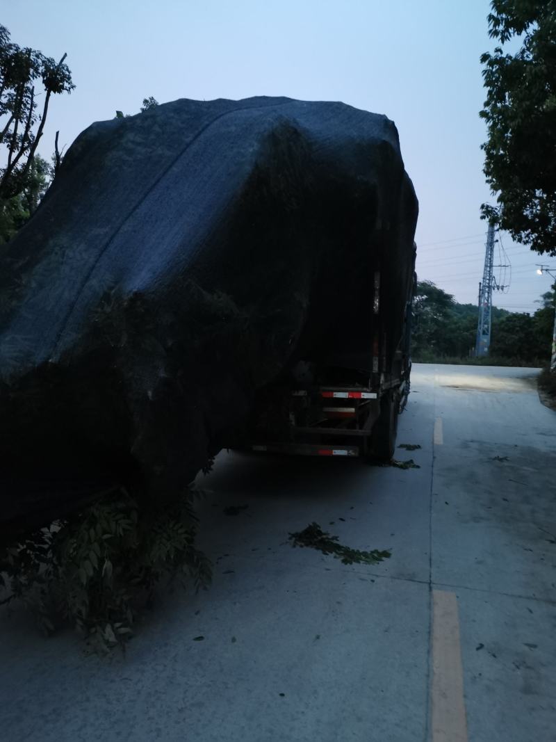出售黄花槐移植袋苗3-10公分需要的老板联系