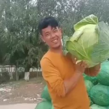 精品大包菜。加工厂苞菜