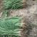 葱兰10~20cm地被植物诚信经营包成活包技术