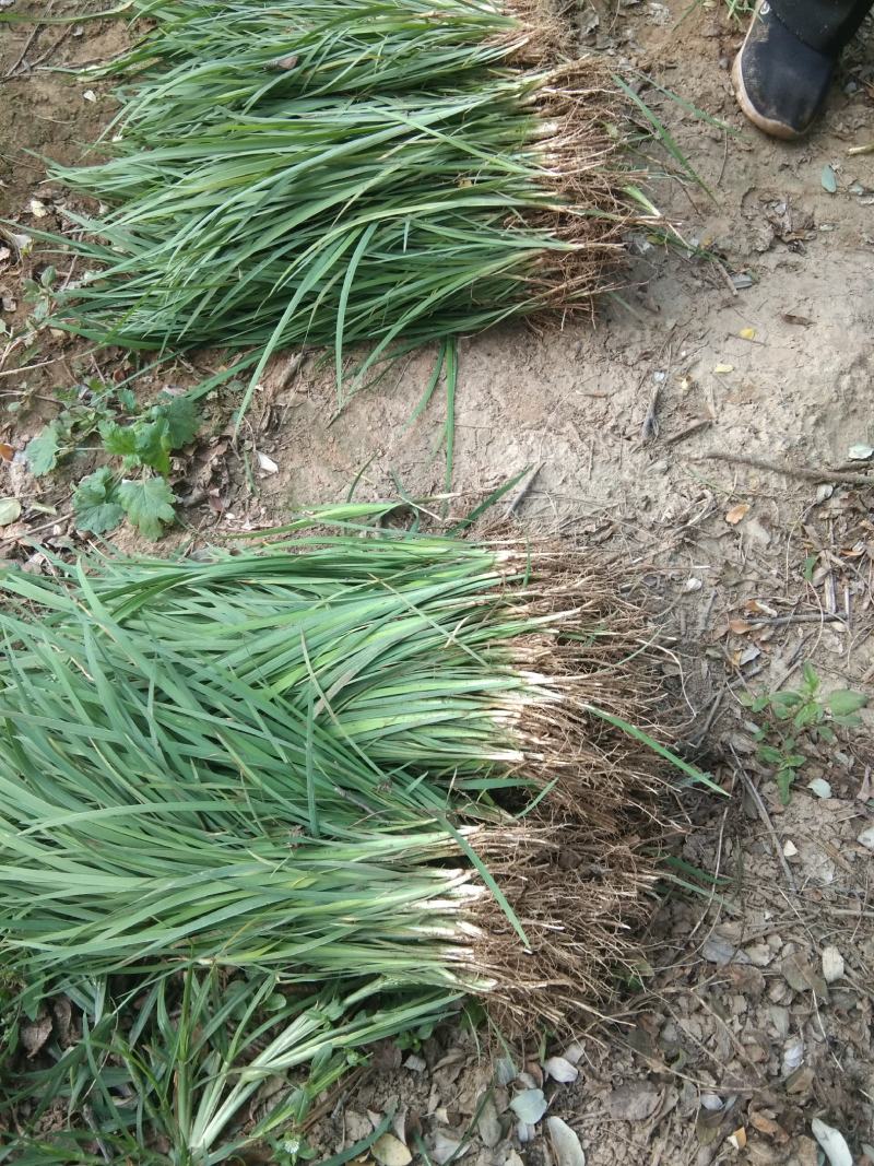 葱兰10~20cm地被植物诚信经营包成活包技术
