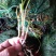 葱兰10~20cm地被植物诚信经营包成活包技术